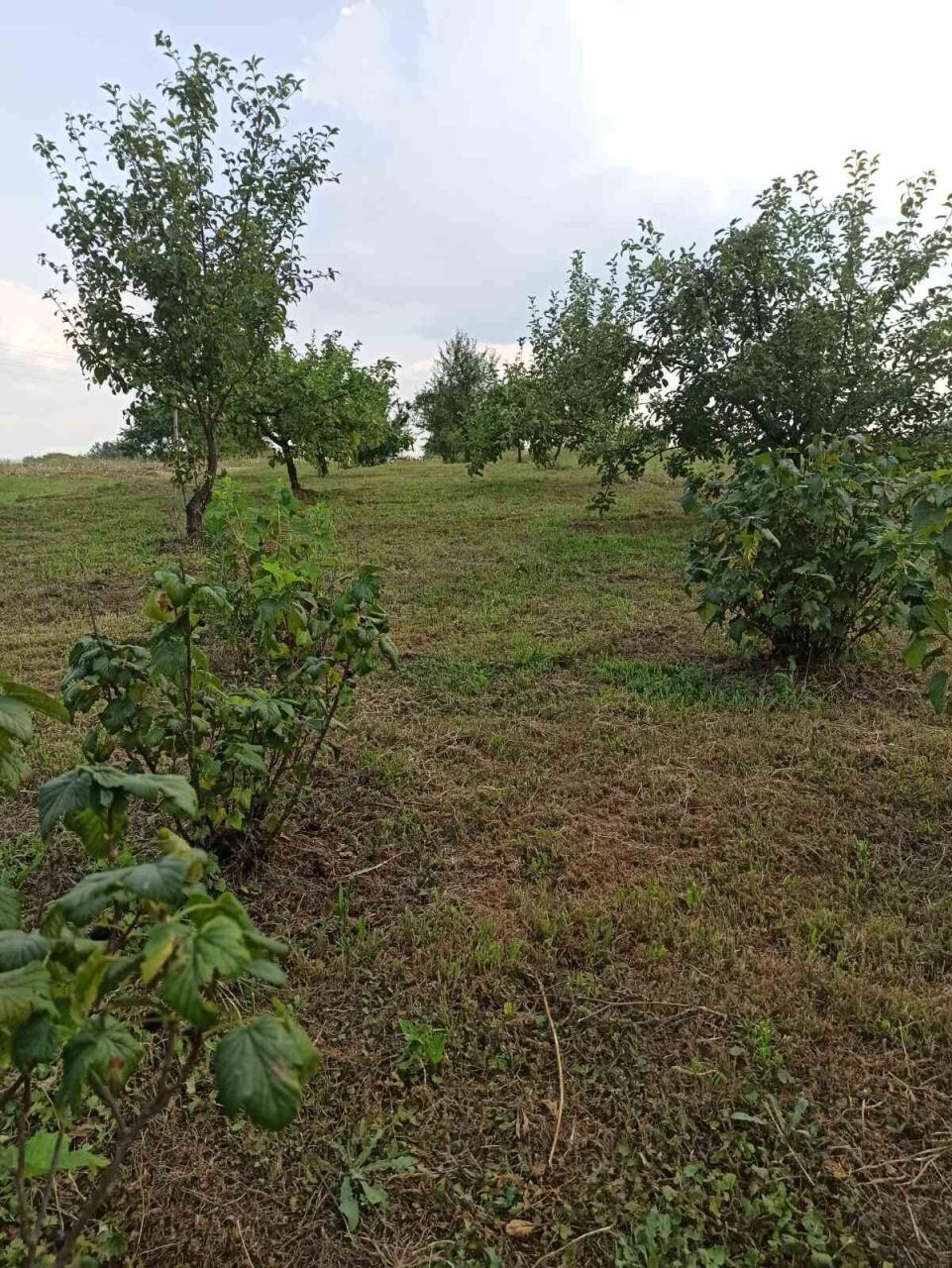 Продається  житловий будинок в с. Пінчуки біля  озера