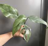 Epipremnum Cebu Blue