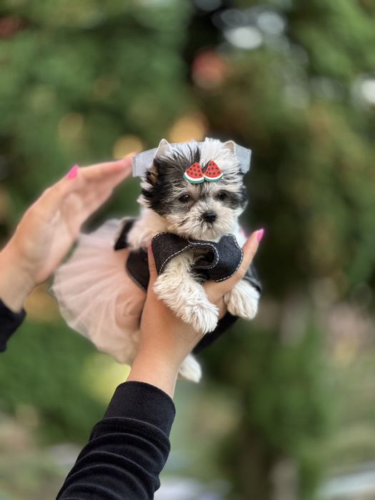 Маленькі серця з великим теплом — бівер-йорки