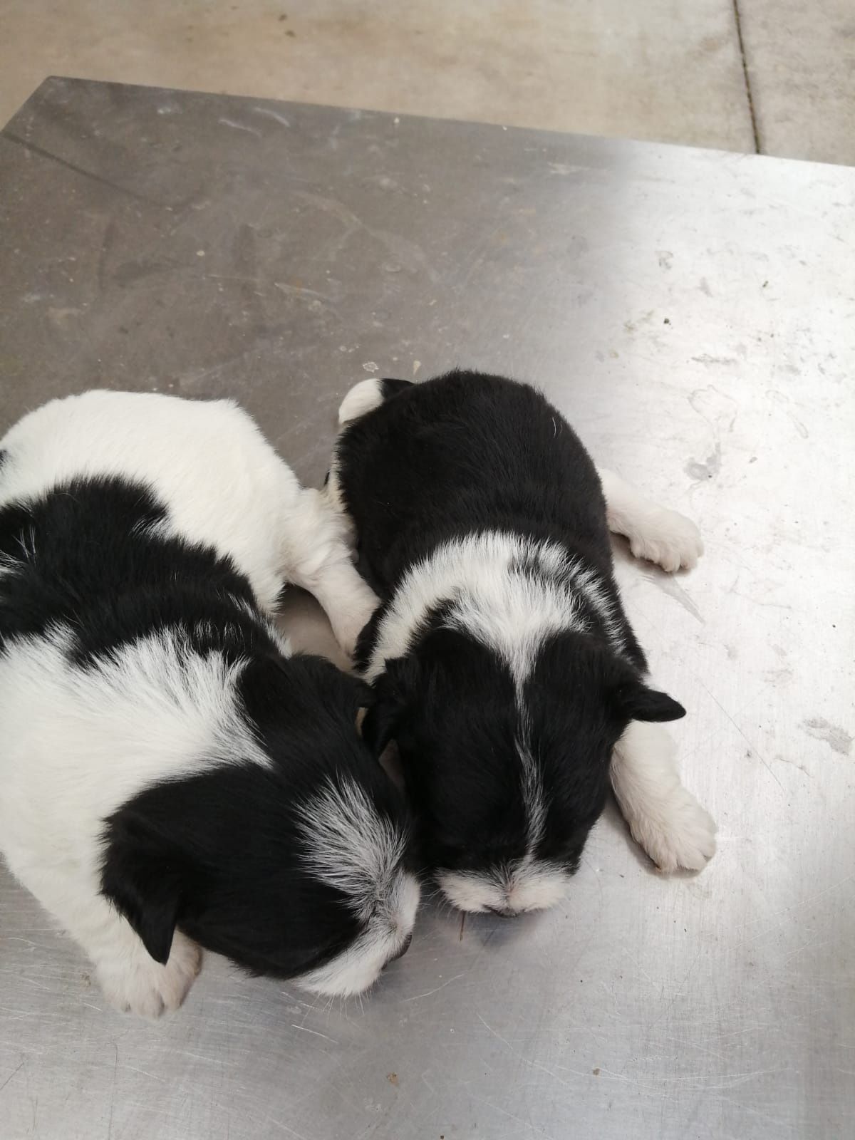 Cães de porte pequeno