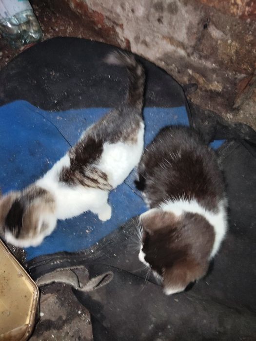 Koty oddam w dobre ręce