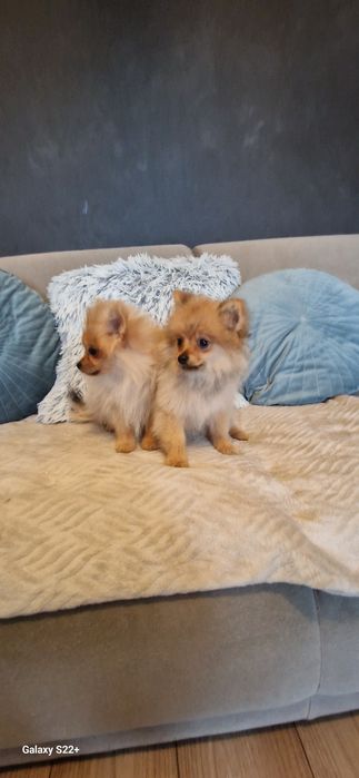 Szpic pomeranian