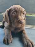 Szczeniak Labrador retriever czekoladowy