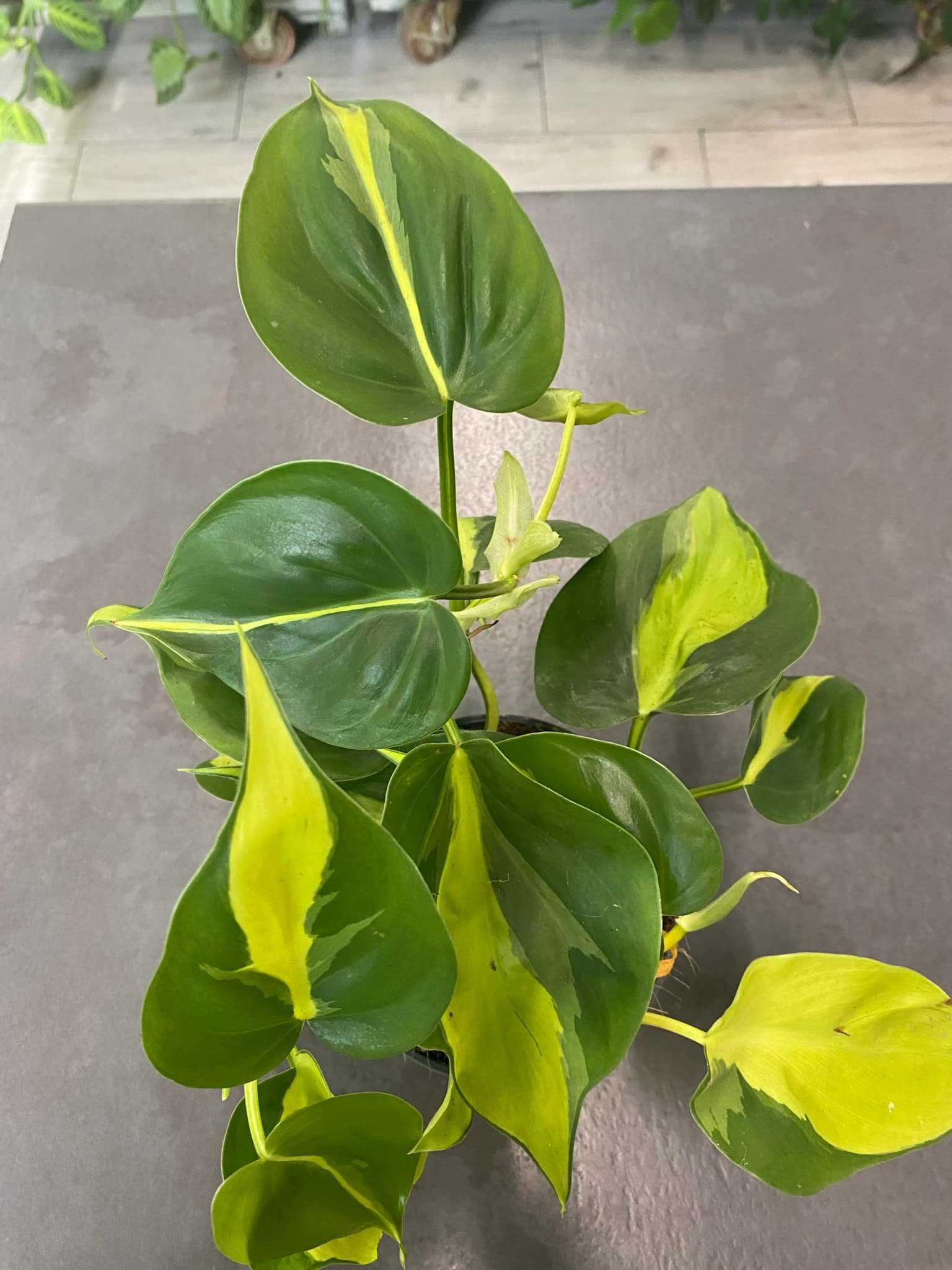 Philodendron Scandens Brasil Pięknie Wybarwiony Ogrzewacz w Cenie