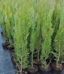 Plantas para sebe tuia plicata atrovirens / tuia maça