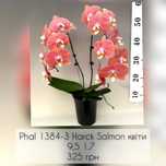 Орхідея фаленопсис Harck Salmon 1,7