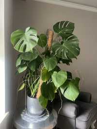 Monstera cudowna  z doniczką