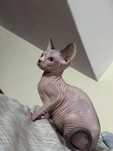 Sphynx Bicolor - Menina