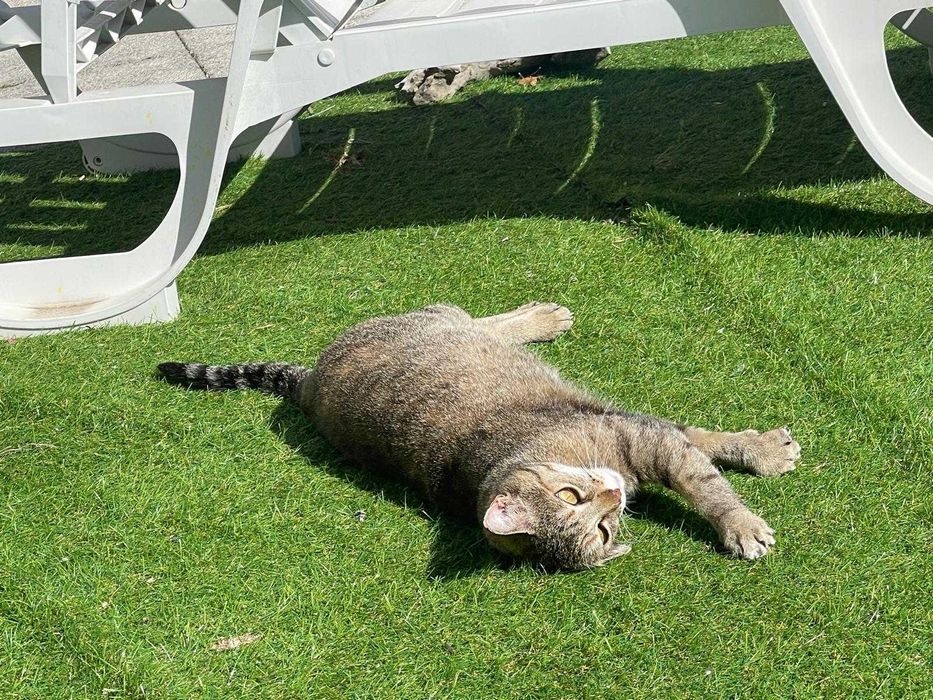 Gata para adoção responsável