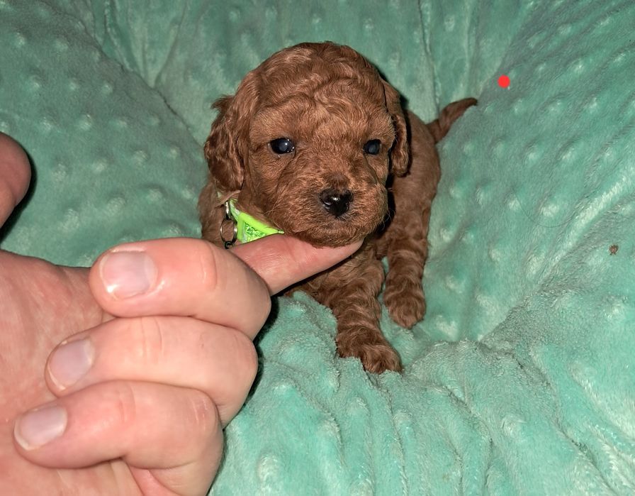 Pudel toy piesek -FCI rodzice