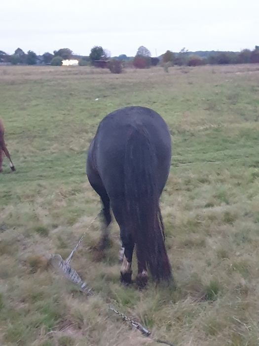 продається кінь жеребець