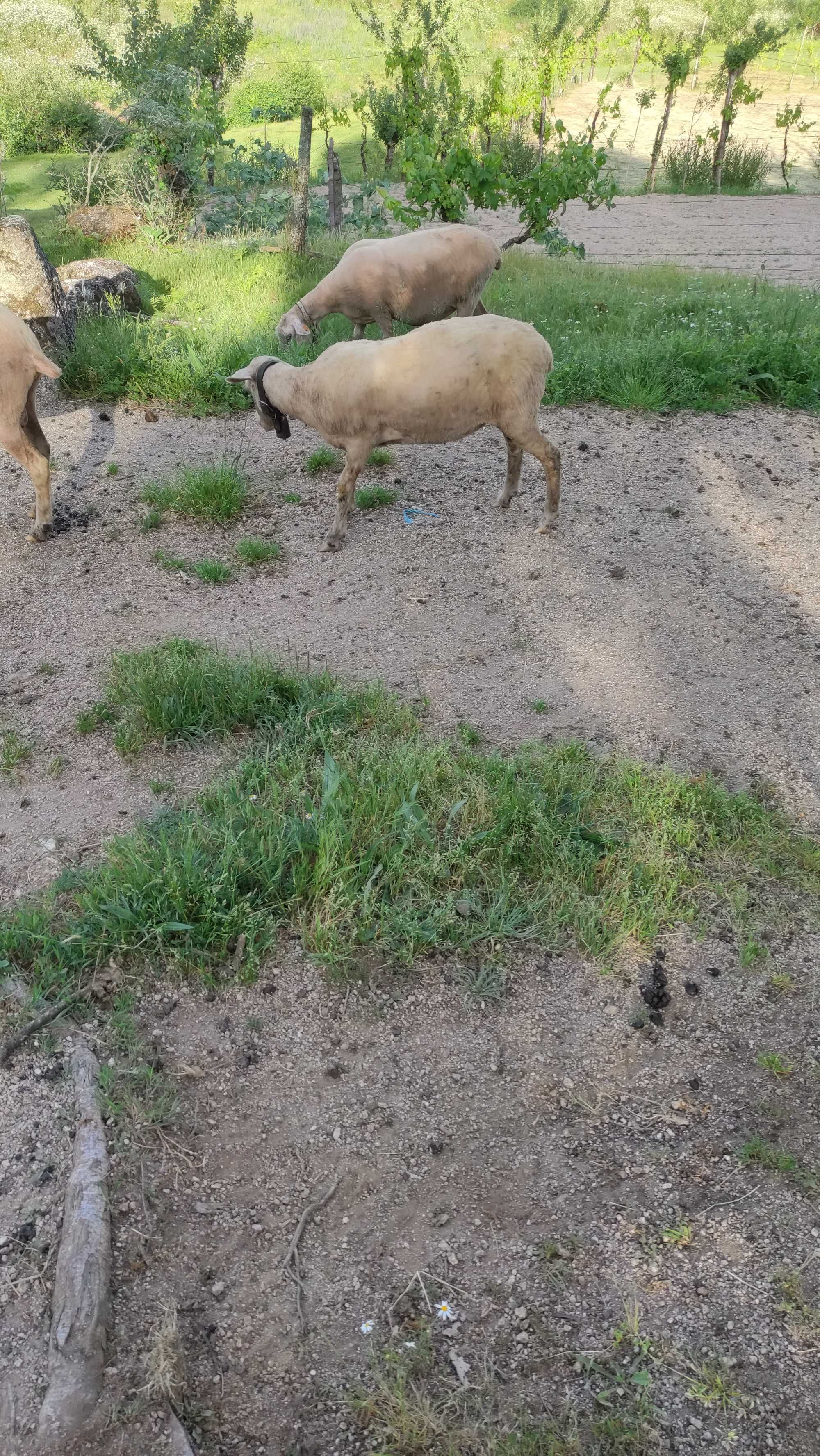 Vendo borrega já tosquiada,e possivelmente prenha