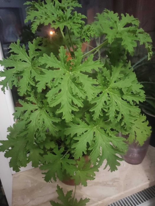 Sprzedam kwiata geranium(anginka)