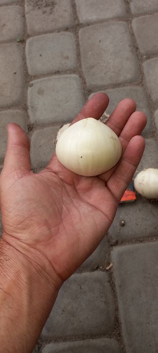 Часник великий посадковий