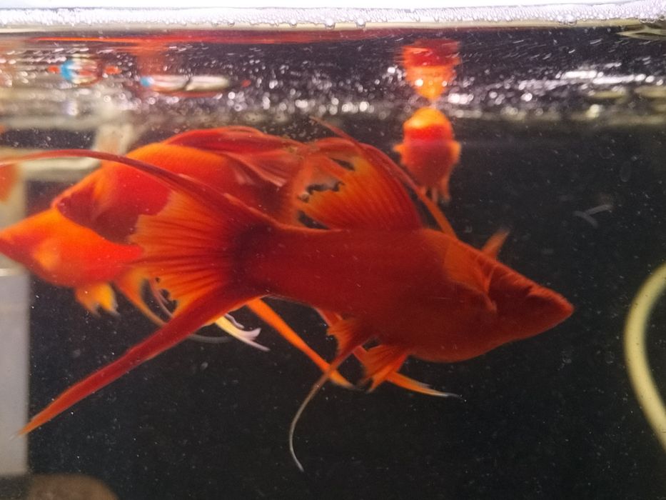 Albino Red standard, delta, lira/welon
