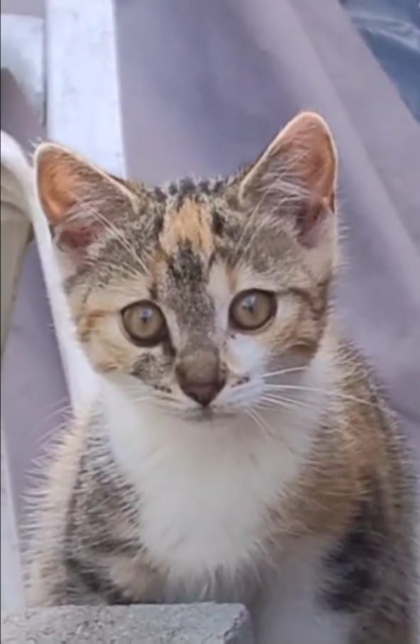 Uratujesz je? Lili i Lola