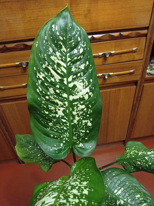 Дифенбахия пятнистая