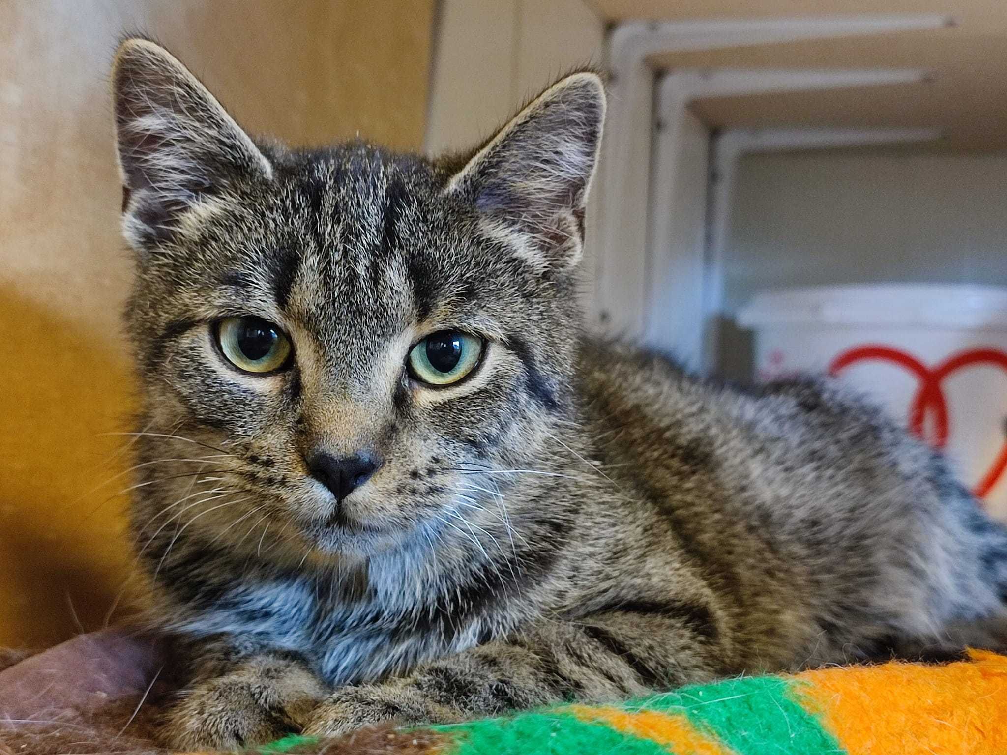 Tytus,Romek,około 5 mcz.Kocie Cudeńka czekaja na wspólną adopcję Żyrar