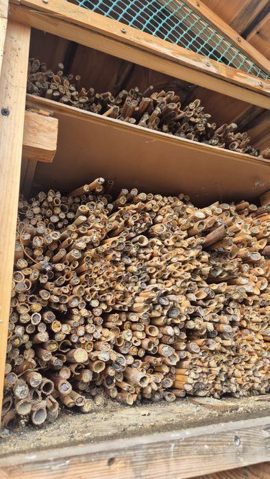 Kokony pszczoly murarki z rurkami