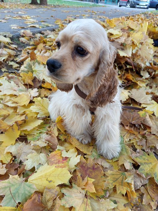 Американський кокер спаниель