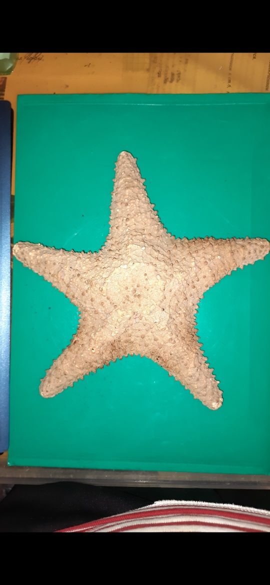 Звезда морская/рыбки/аквариум/ракушки