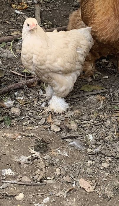 Ovos galados Pura raça Brahma Isabella ou Lavanda