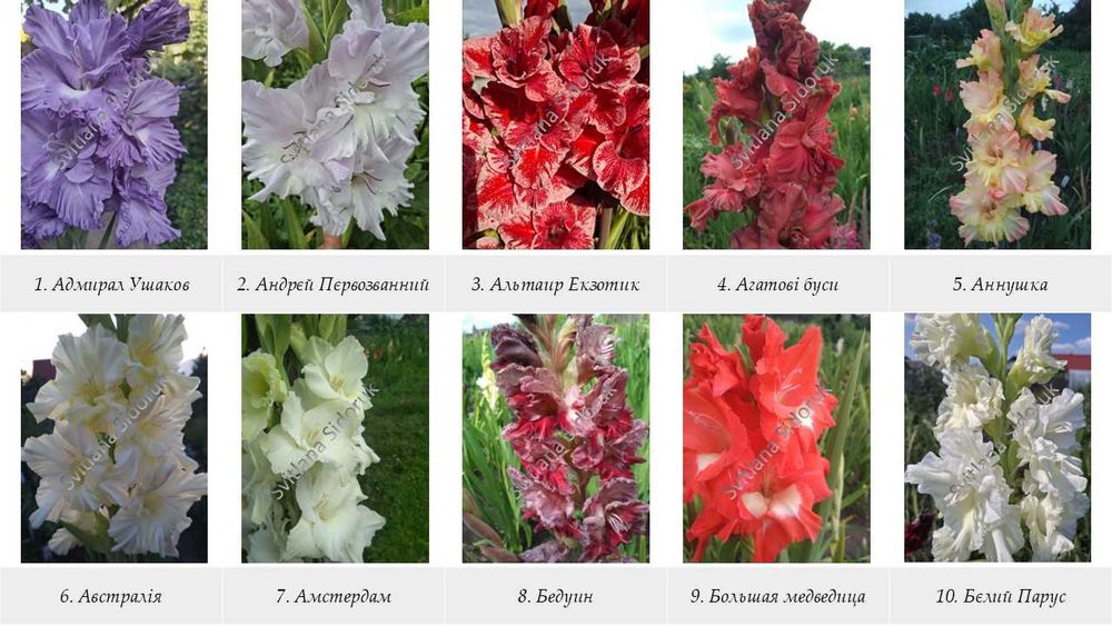 Сортові гладіолуси по каталогу