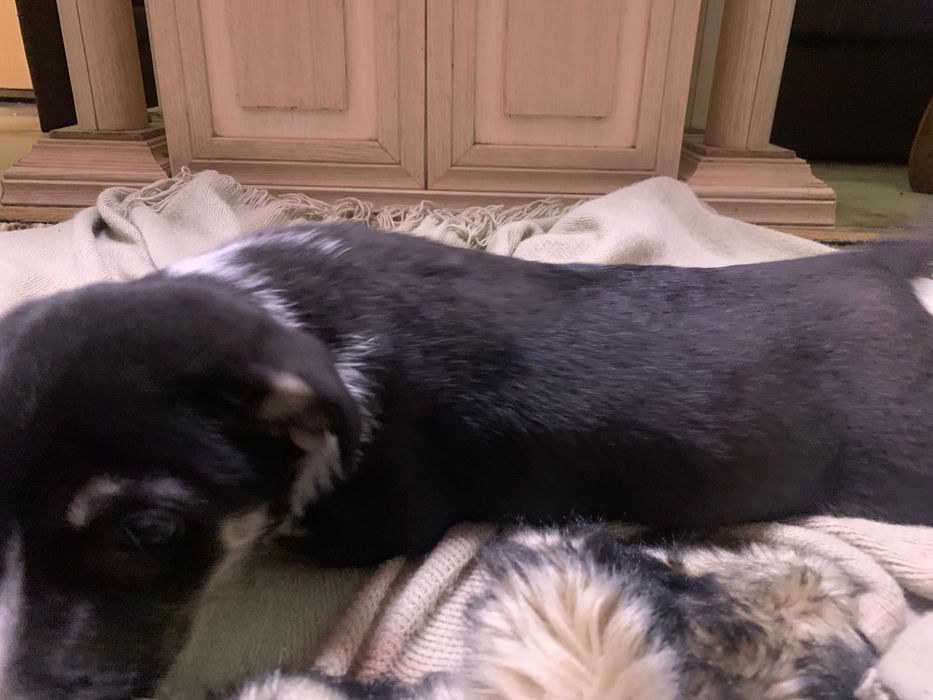 Отдам собаку в добрые руки