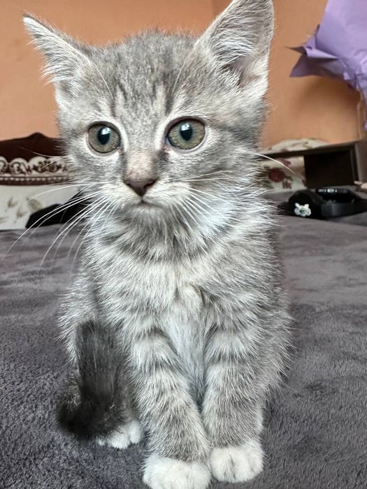 Віддам котиків в добрі руки (безплатно)