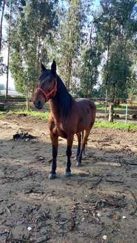 Cavalo montado e engatado e a iniciar obstáculos