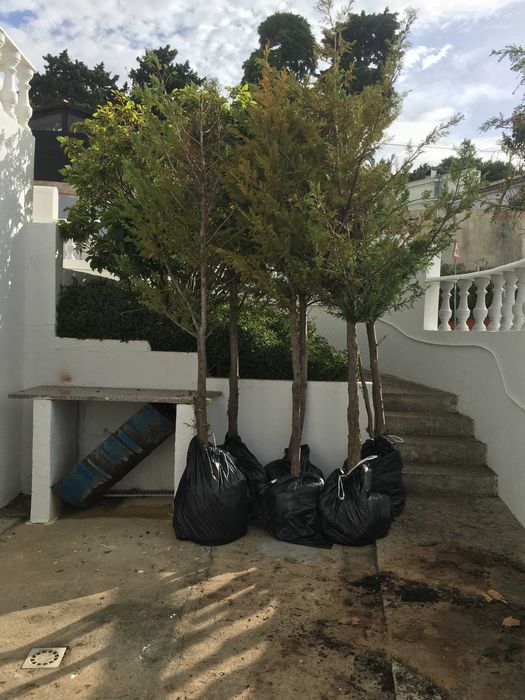 Cipreste da Califórnia (Cedro)