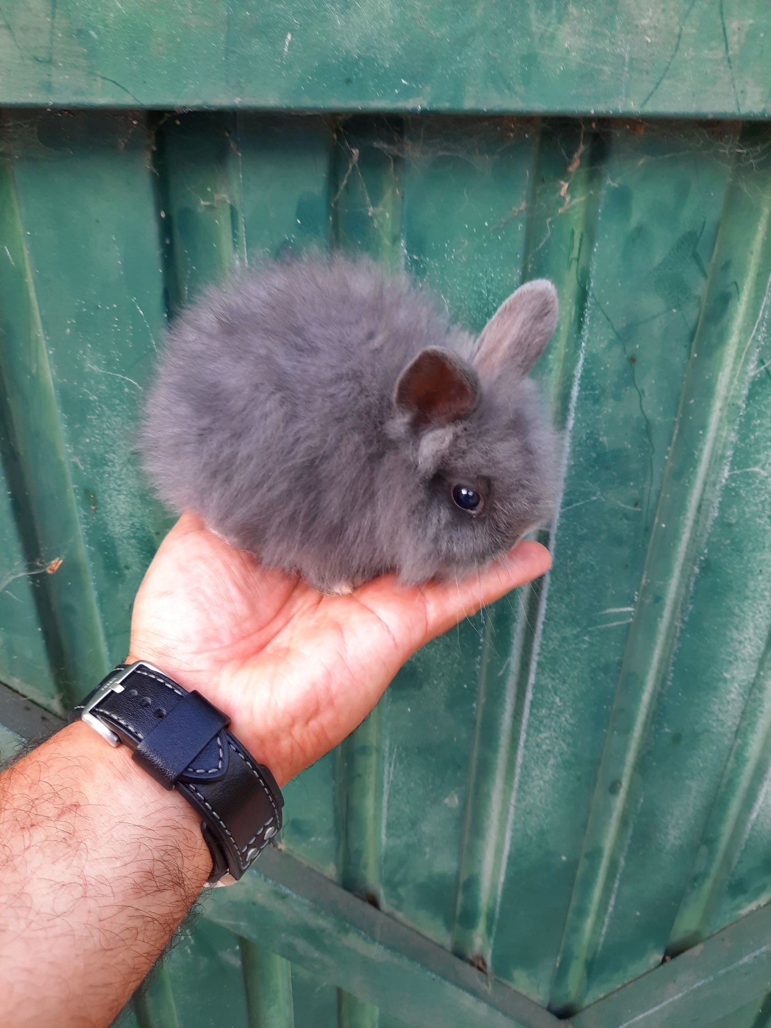 Coelhos anões de várias raça