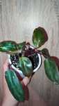 Philodendron Pink Princess
