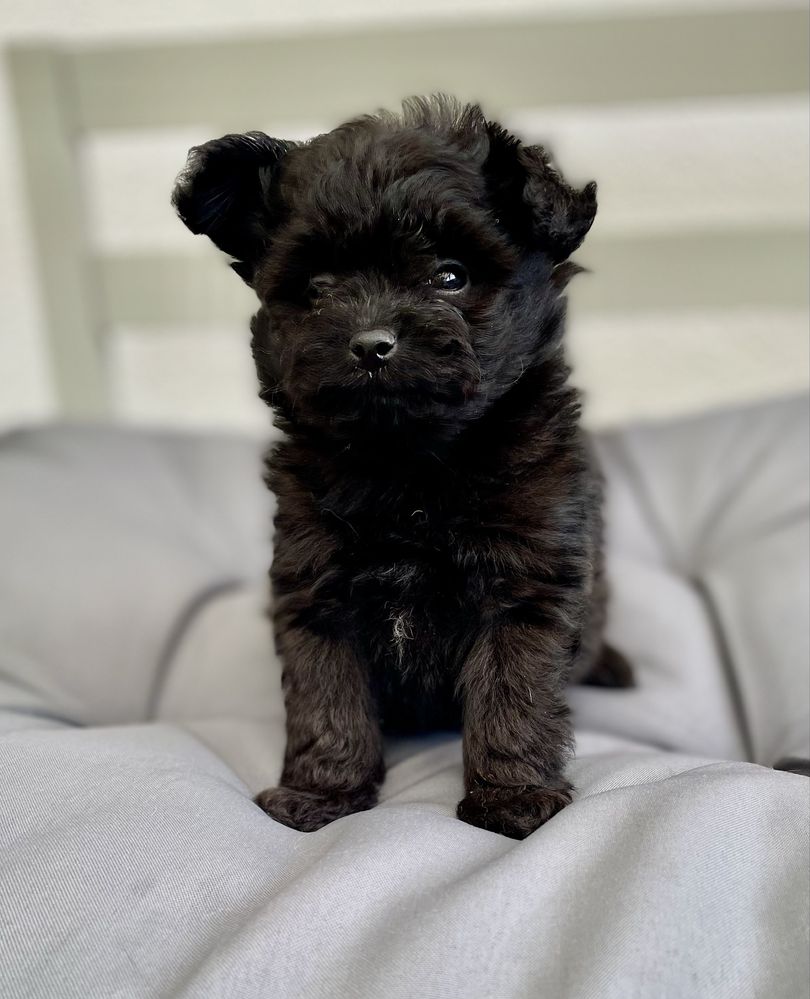 Pomapoo /chłopczyk/ hybryda szpic miniaturowy/ pudel toy