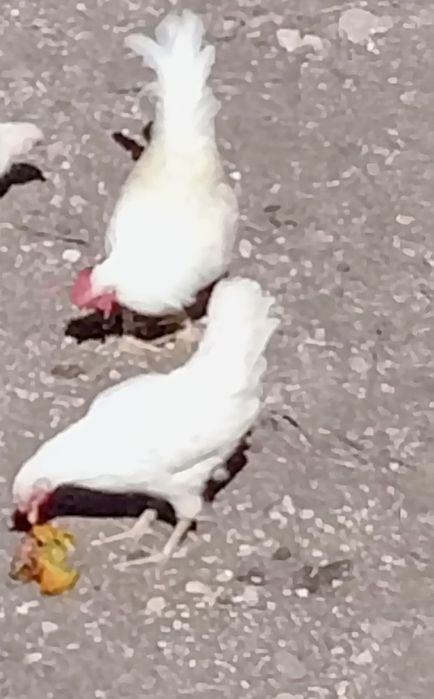 Vendo um casal de garnisés brancos.
