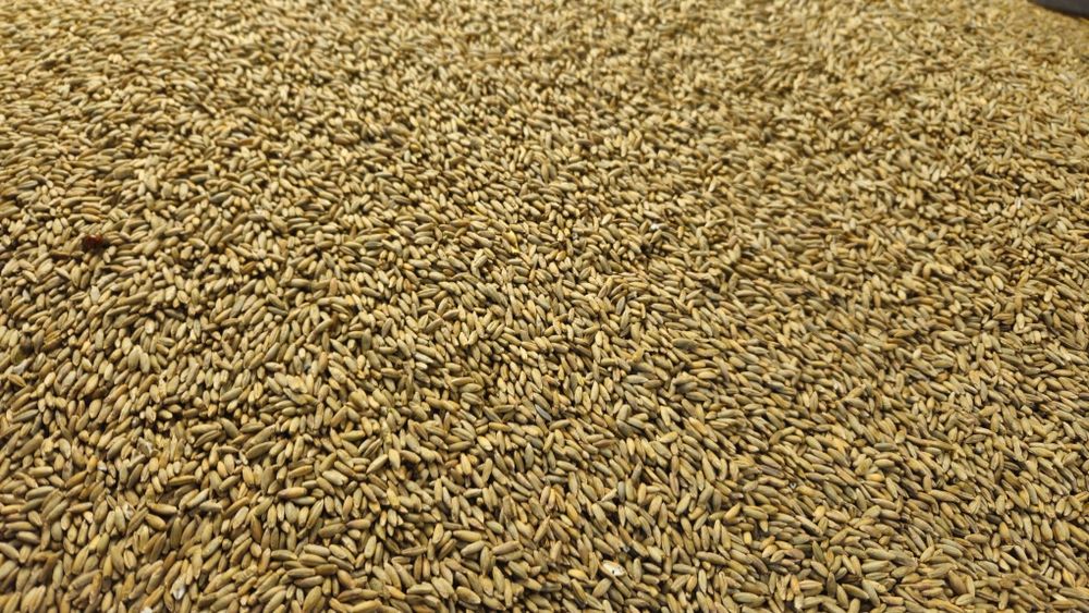 Żyto eko zbiór 2025