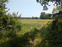 6ha dobrej ziemi rolnej w gm. Świdnica do wydzierżawienia + dopłaty UE