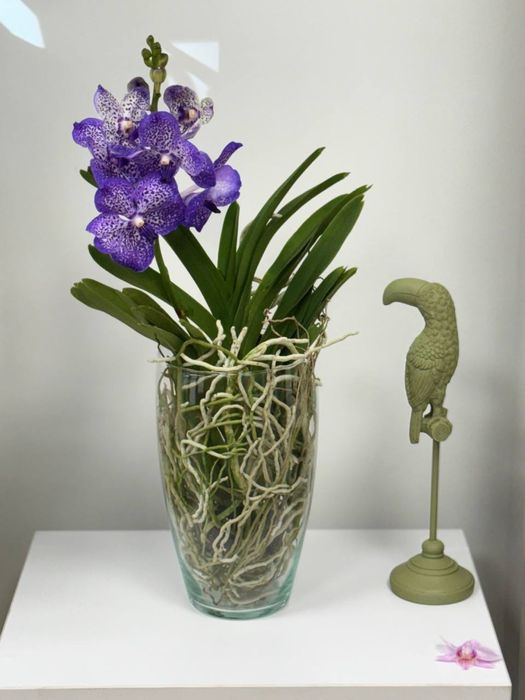 Орхідея Ванда, Vanda