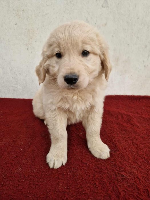 Szczeniak golden retriever