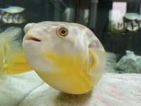 Peixe balão Fahaka Tetraodon