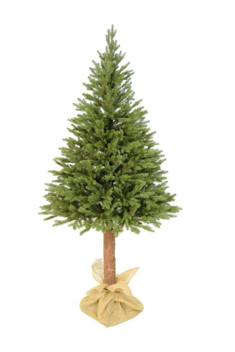 Świerk kaukaski 180cm lub 220 cm