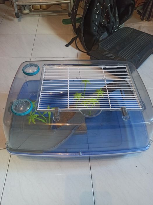 Vendo esse viveiro de tartaruga, Leia