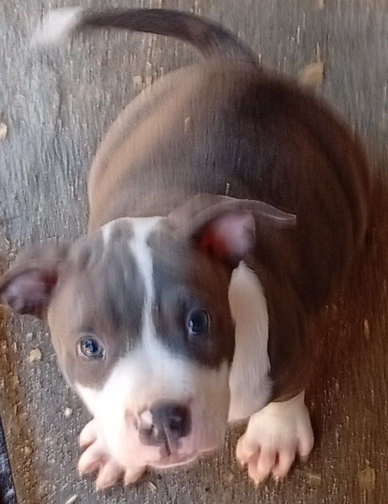 American Staffordshire Terrier