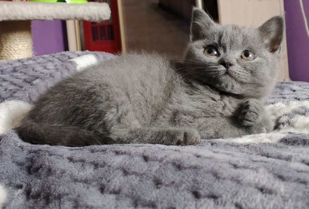 Продаються шотландські кошенята