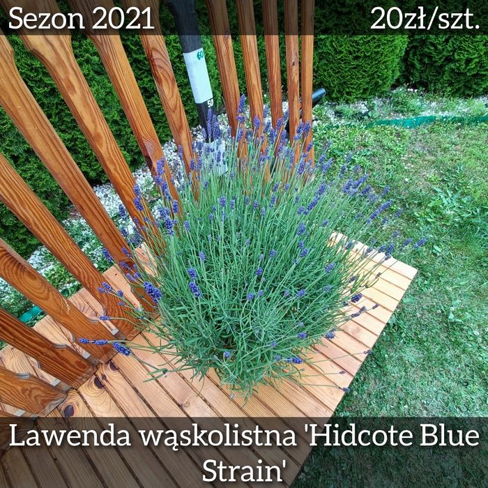 LAWENDA HIDCOTE - Prze-pięk-na (sezon '21)(5szt.)(No.156)
