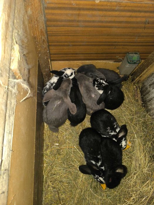 Królik baran francuski