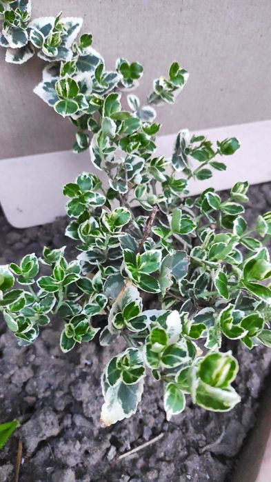 Бересклет, кустики