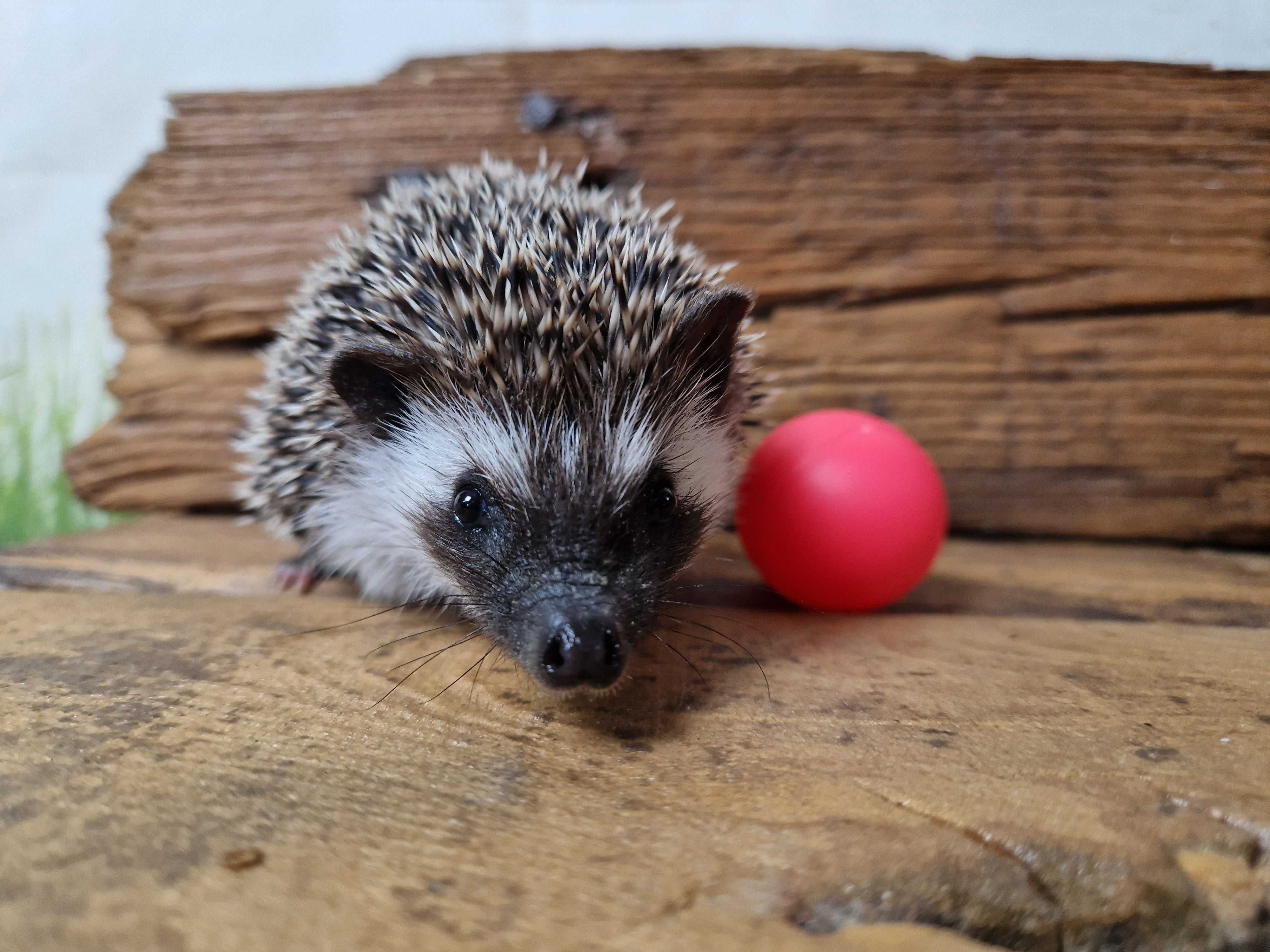 Jeż pigmejski, jeże Pigmejskie, Afrykański, Młode, Terrarium dla jeża