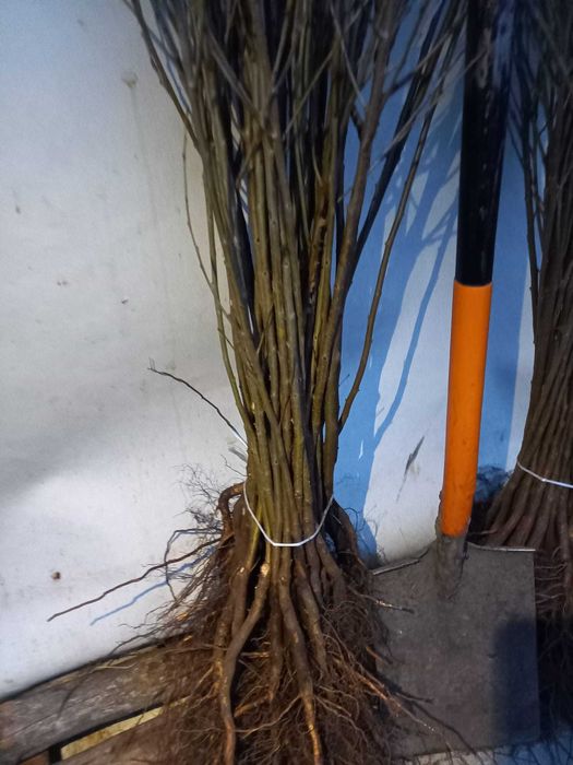 Antypka podkładka Wiśni gruba do szczepienia