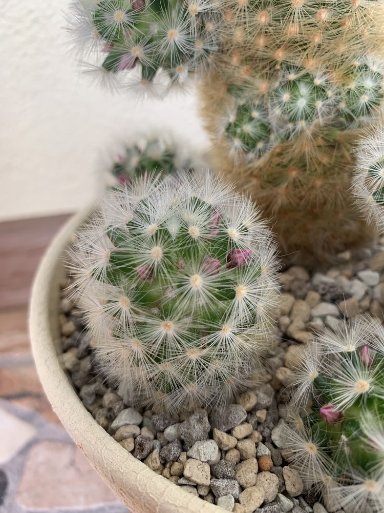 Кактус mammillaria carmenae